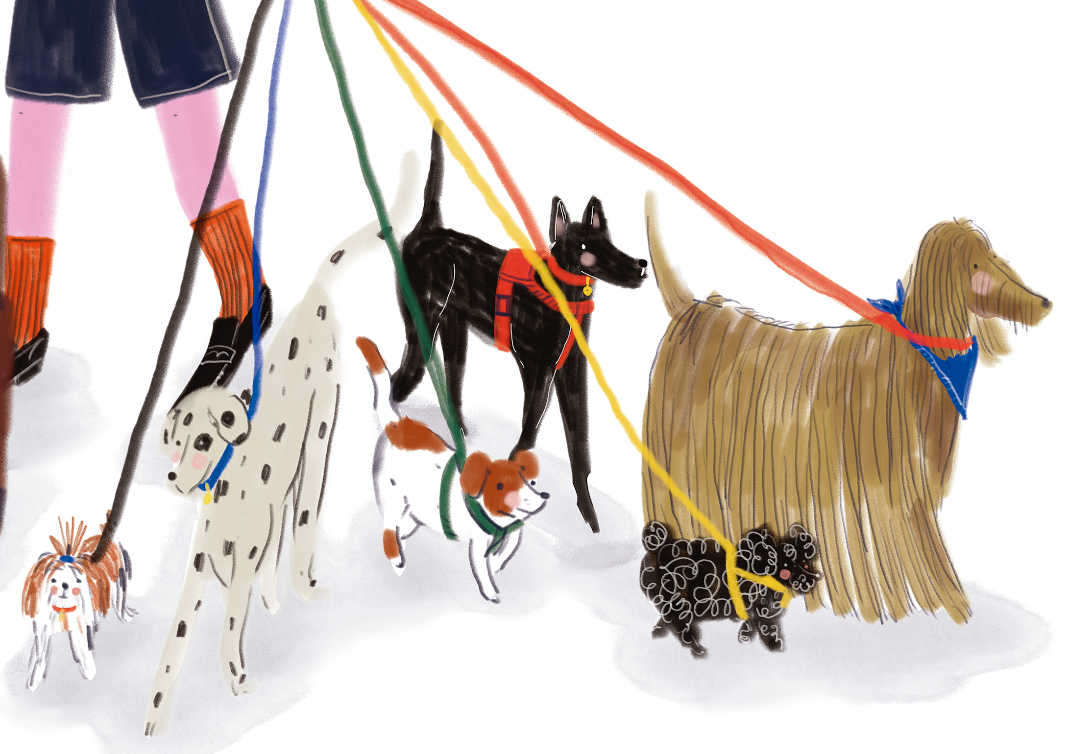 Paseador de perros